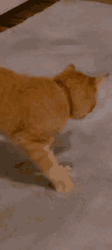 Orange Cat Cute Cat GIF - Orange Cat Cute Cat GIFs