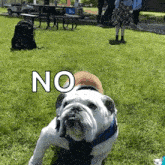 a bulldog is standing in the grass and looking at the camera with the word no written on it .