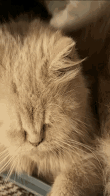Cat Master GIF - Cat Master GIFs
