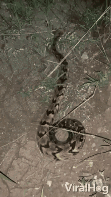 crawling snake creeping snake rattlesnake serpent