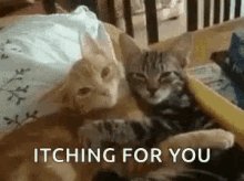Cats Snuggle GIF - Cats Snuggle Cuddle GIFs