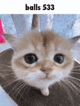 a close up of a cat with the words balls 533 written above it
