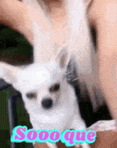a small white dog is being held by a woman with the word soooque written on the bottom