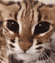 Asian Leopard GIF - Asian Leopard Cat GIFs