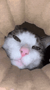 a cat is looking out of a hole in a brown paper bag