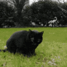 Puke Cat GIF - Puke Cat GIFs