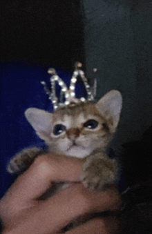 a kitten wearing a crown is being held by a person