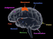 sexless brain brain functions of the brain movement sensation