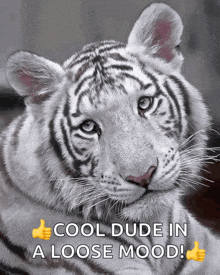 a white tiger laying down with the words cool dude in a loose mood