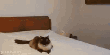 Small Cats GIF