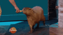 Capybara Animal GIF