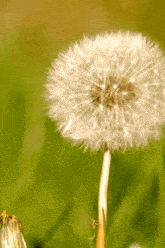 Dandelion Day Blowing Dandelion GIF