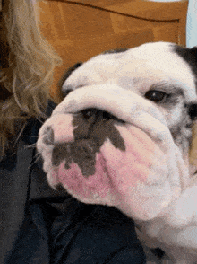 a close up of a bulldog 's face with a pink nose