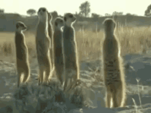 John I Don'T Think We'Re Allowed To Wee Here GIF - Meerkats Standing GIFs