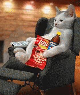 Sunday Cats GIF - Sunday Cats Kittens GIFs