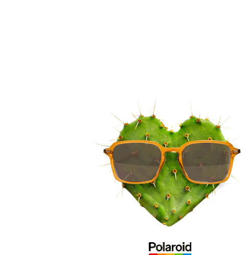 Polaroid Cactus Sticker - Polaroid Cactus Polaroid Eyewear Stickers