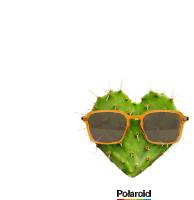 Polaroid Cactus Sticker - Polaroid Cactus Polaroid Eyewear Stickers
