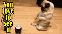 Love To See It Pug GIF - Love To See It Pug Funny Animals GIFs