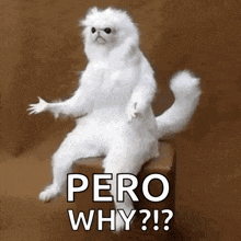 a white cat is sitting on a box with the words pero why ? written on it .