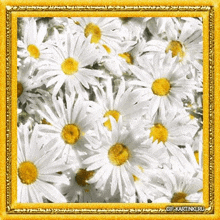 a bunch of daisies with yellow centers in a gold frame