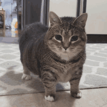 Raci Cat GIF - Raci Cat Glare GIFs