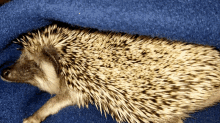 Happy Hedgehogs GIF