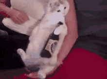 Cheers GIF - Cat Chill Beer GIFs