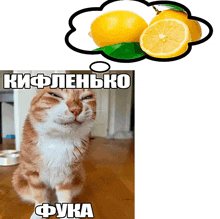a picture of a cat with a thought bubble that says kiflenhko