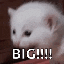 a white cat is sitting on a couch with the words `` big '' written on it .