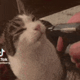 Cat Drinking Water GIF - Cat Drinking Water Sprinkler GIFs