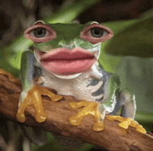 Frog Frog Meme GIF - Frog Frog Meme Seriously GIFs
