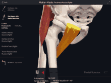 Pectineus Hip Medial Rotation GIF
