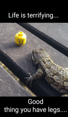 a lizard laying on a wooden table next to a lego head that says life is terrifying