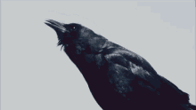Crow GIF