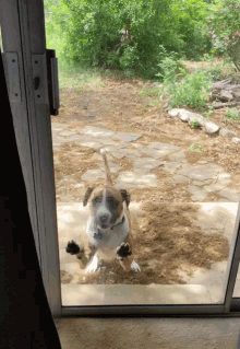 a brown and white dog is looking out of a glass door