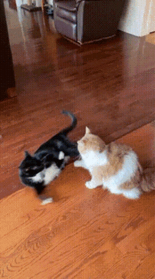 Tan Cat Fight Mr Spooks GIF - Tan Cat Fight Mr Spooks Tan Cat GIFs