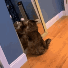 Cat Funny GIF - Cat Funny Cat In A Mirror With A Surprise GIFs