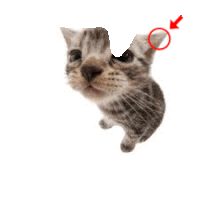 a kitten with a red circle around its ear is looking up .