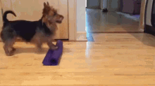 Dog Yoga GIF