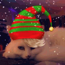 Cat White Cat GIF