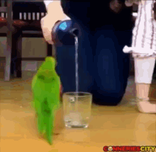 Perroquet Spinning GIF - Perroquet Spinning Pouring Out GIFs
