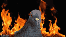 Pigeon Fire GIF - Pigeon Fire Lionfield GIFs