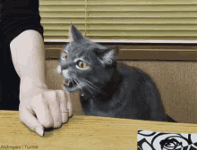 a gray cat is sitting on a table with its mouth open and a person 's hand is reaching for it .