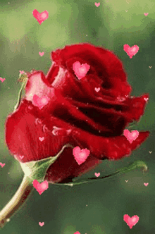 Flower Rose GIF - Flower Rose Hearts GIFs