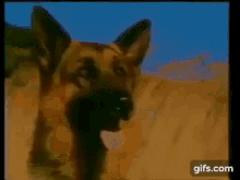 Running Dog Royal Canin GIF