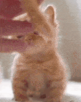 Mishachu Catsquish GIF - Mishachu Catsquish Cat Squish GIFs