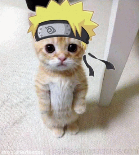 Naruto Anime Cat GIF  Naruto Anime Cat Meme Cat  Discover  Share GIFs