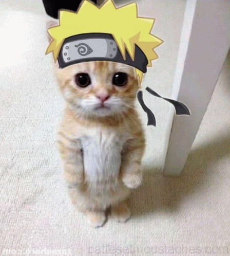 Metadinha gatinhos Naruto  Cat icon, Cats, Cat memes