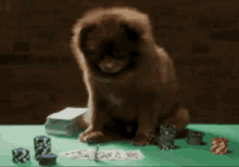 Gambling Poker Chip GIF - Gambling Poker Chip Dogs GIFs