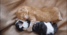 احتضان قطط GIF - Cats Hugging Hug GIFs